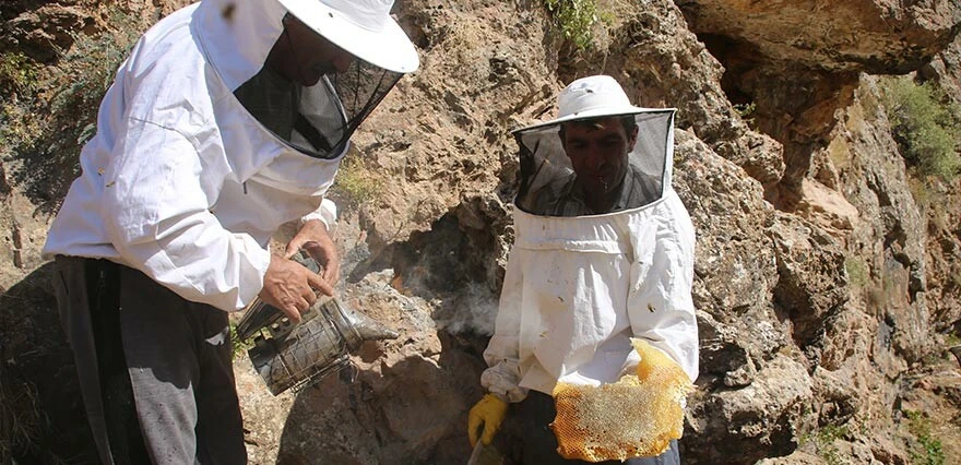 11 yıl önce dağda gezerken keşfetti! Şimdi kilosunu 2 bin 500 liradan satıyor