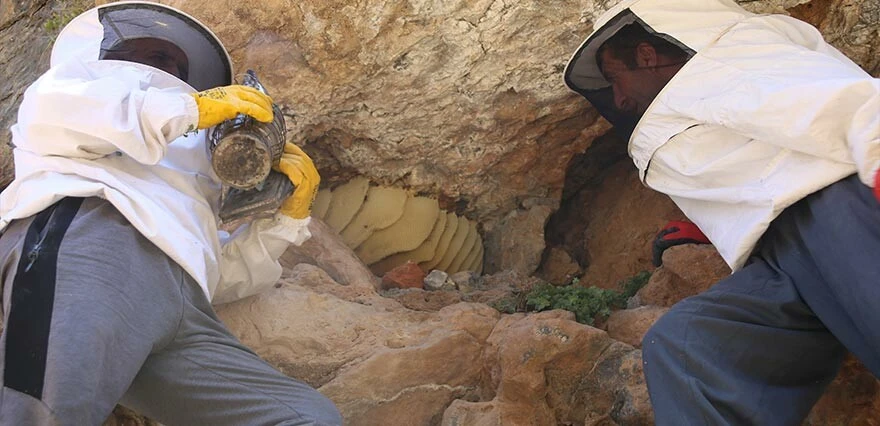 Cilo Dağı'nda kaya balı