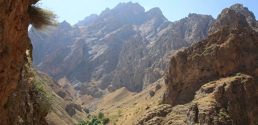 11 yıl önce dağda gezerken keşfetti! Şimdi kilosunu 2 bin 500 liradan satıyor