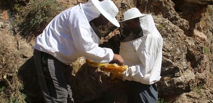 11 yıl önce dağda gezerken keşfetti! Şimdi kilosunu 2 bin 500 liradan satıyor
