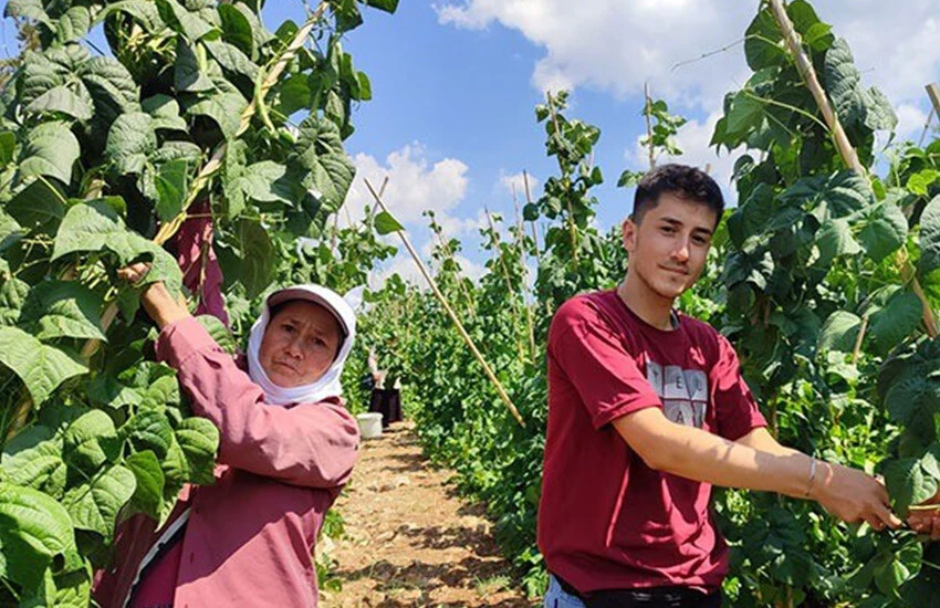 Fiyatı belli oldu! Meşhur coğrafi işaretli doğal fasulye için 5 il sıraya girdi