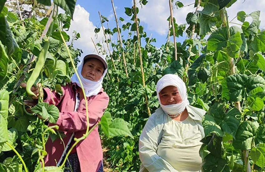 Fiyatı belli oldu! Meşhur coğrafi işaretli doğal fasulye için 5 il sıraya girdi