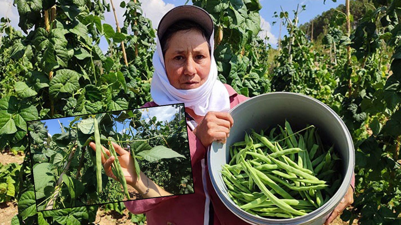 Fiyatı belli oldu! Meşhur coğrafi işaretli doğal fasulye için 5 il sıraya girdi