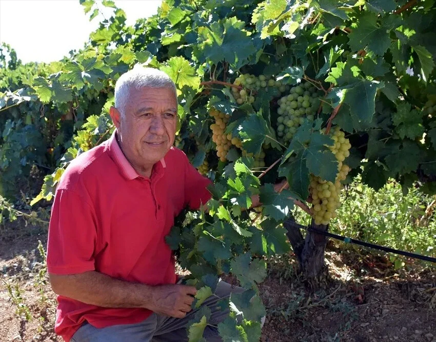 Üzüm bağında taleplere yetişemiyor