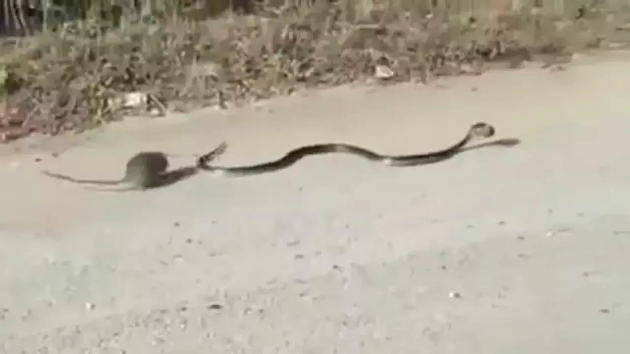 Eve ya da bahçeye giren fareyi yılanı öldürmek artık yasak! İspanya'da yeni 'hayvan refahı' yasası