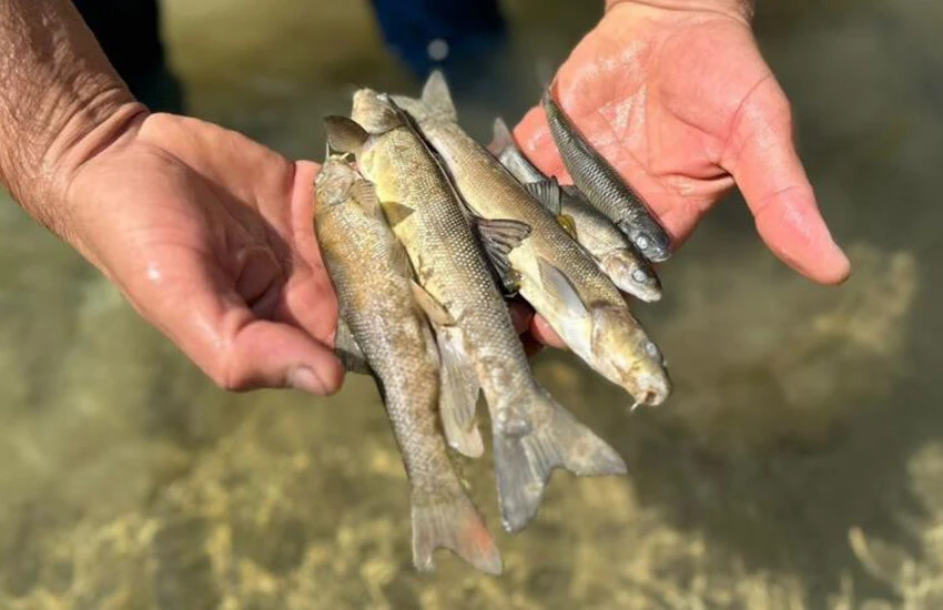 İHA haber yaptı, balıklar kurtuldu