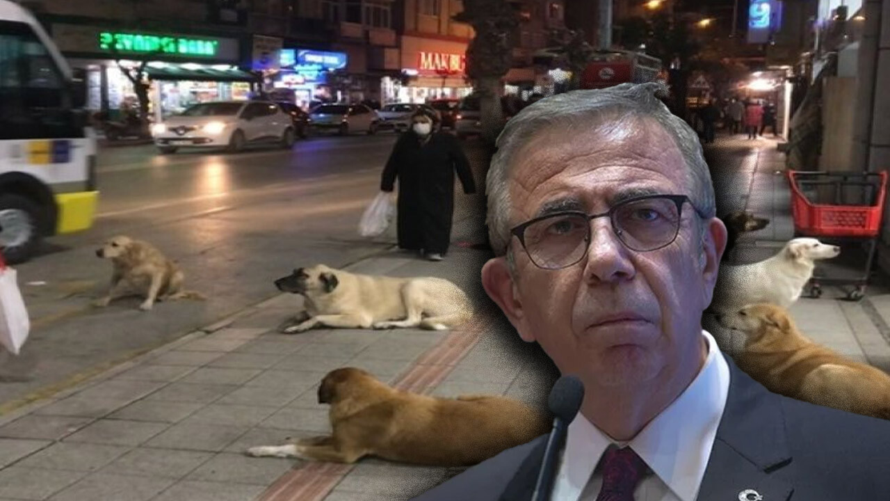 Saldırgan sokak köpekleri Ankara halkını bezdirdi: Mansur Yavaş da çaresiz kaldı