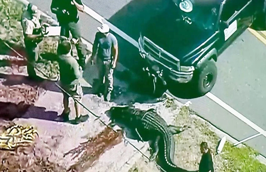 ABD şokta! Timsah ağzında insan cesediyle sokaklarda dolaştı