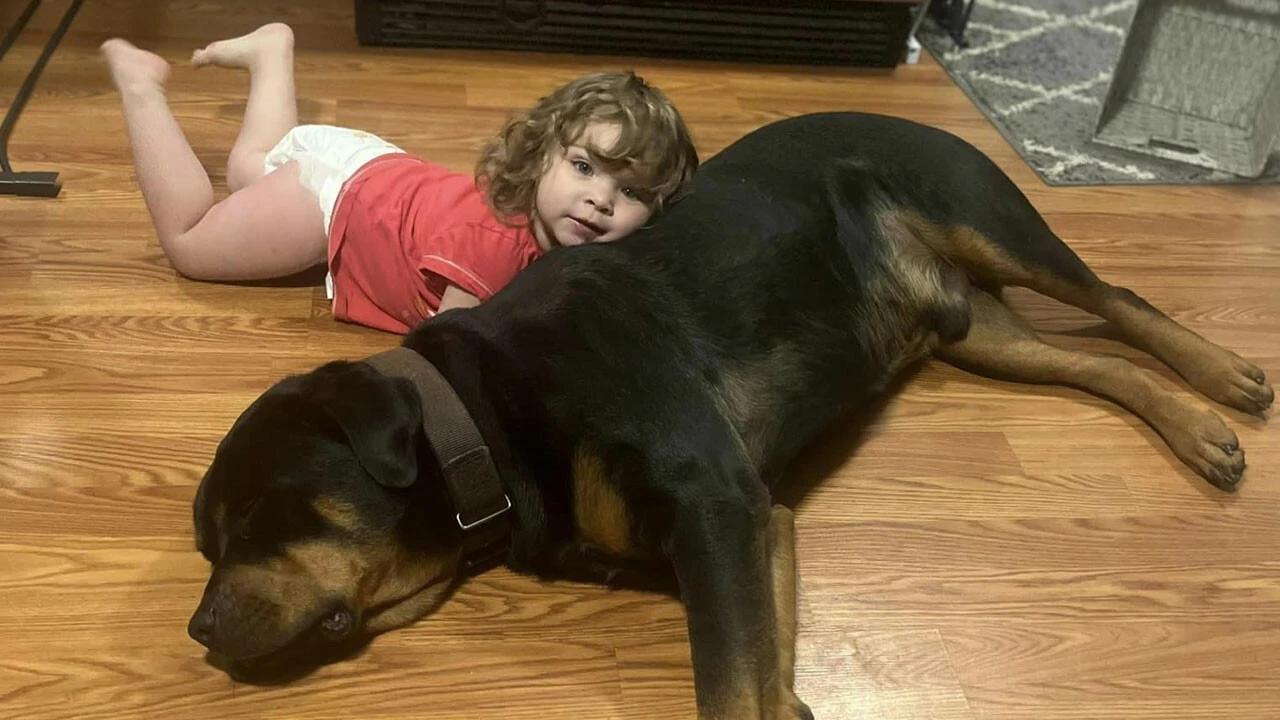 Kayıplara karışan 2 yaşındaki çocuk bir köpeği yastık olarak kullandı diğeri onları korudu