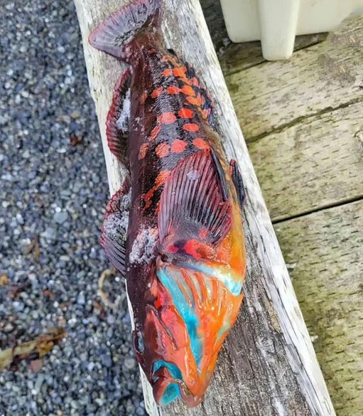 Pişince renk değiştiren mavi balık görenleri hayrete düşürdü! İşte kaya yeleli