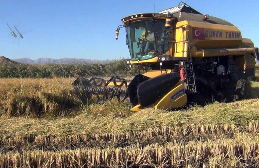 Osmancık'ta pirinç hasadı başladı. Üreticinin gözü TMO'nun açıklayacağı fiyatta.