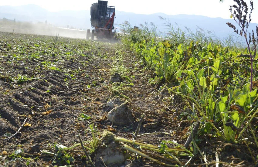 755 bin ton işlenecek! Şeker pancarında hasat var fiyat yok
