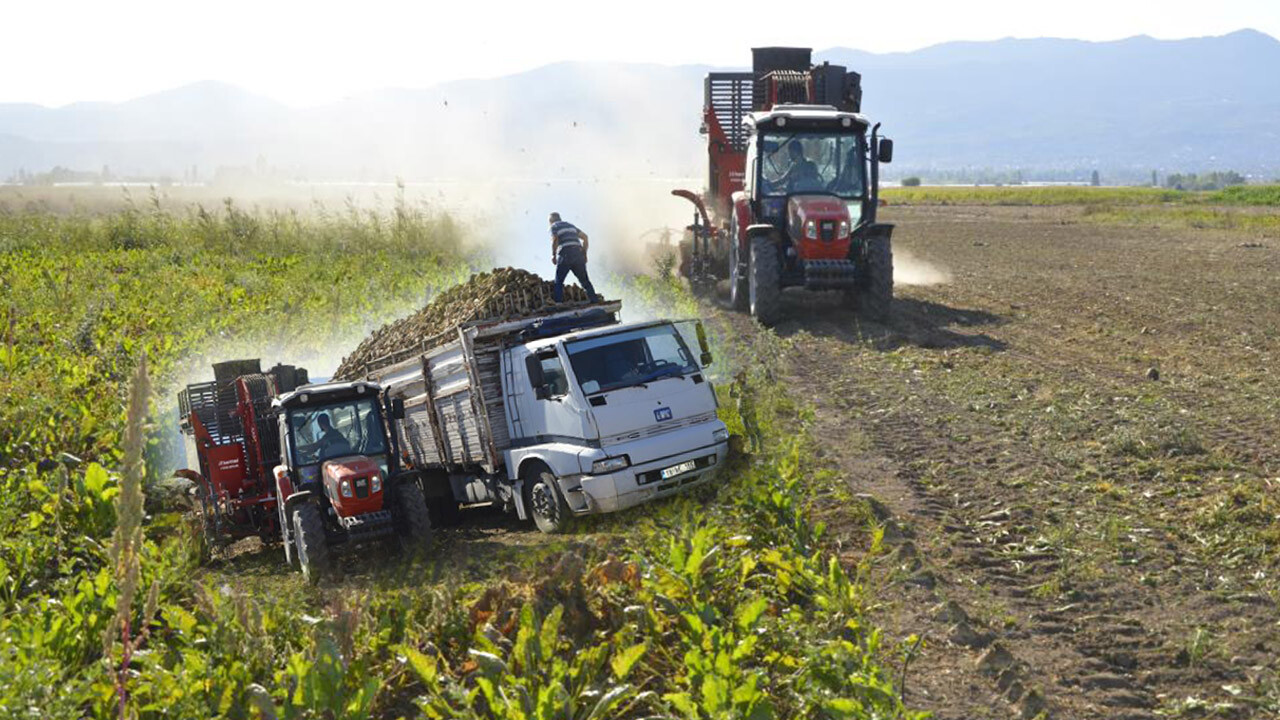 755 bin ton işlenecek! Şeker pancarında hasat var fiyat yok