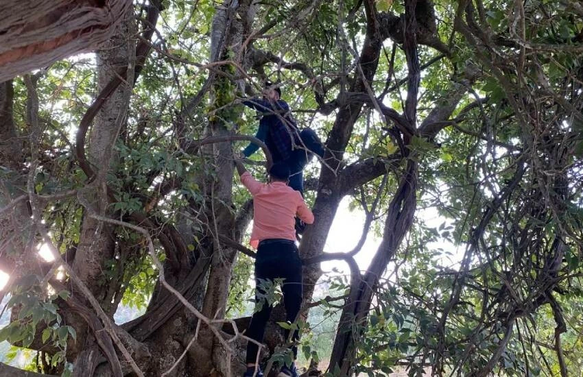 Tek ağaçtan asırlık verim! Üzüm ağacı 200 yıldır meyve veriyor