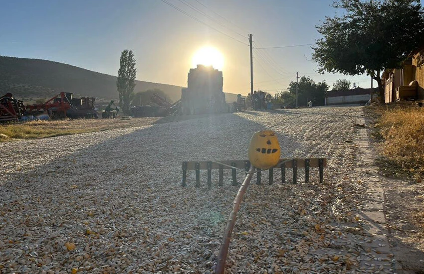 Kabak çekirdeğinde hasat heyecanı başladı.