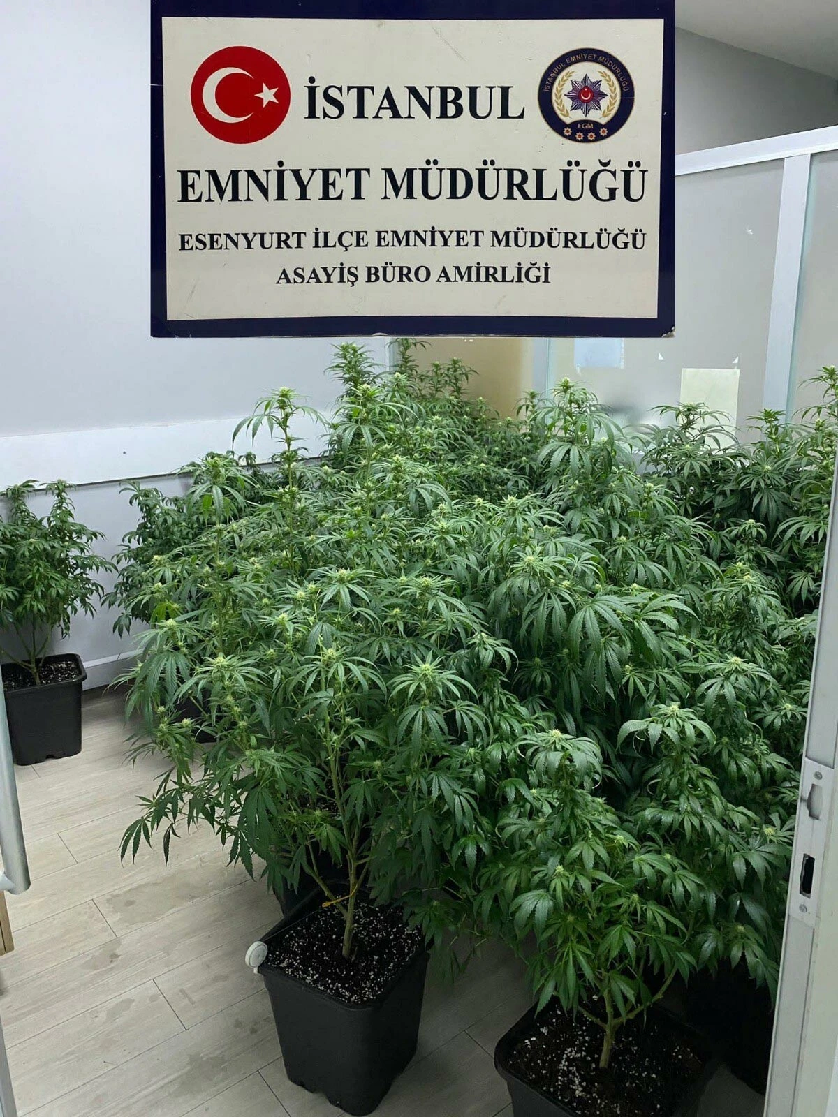 Ev değil sanki kenevir tarlası! Baskın yapan polisler manzarayı görünce şoke oldu