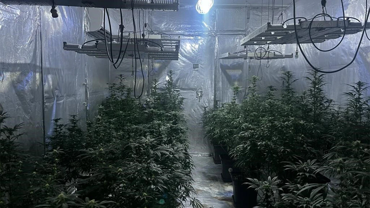 Ev değil sanki kenevir tarlası! Baskın yapan polisler manzarayı görünce şoke oldu