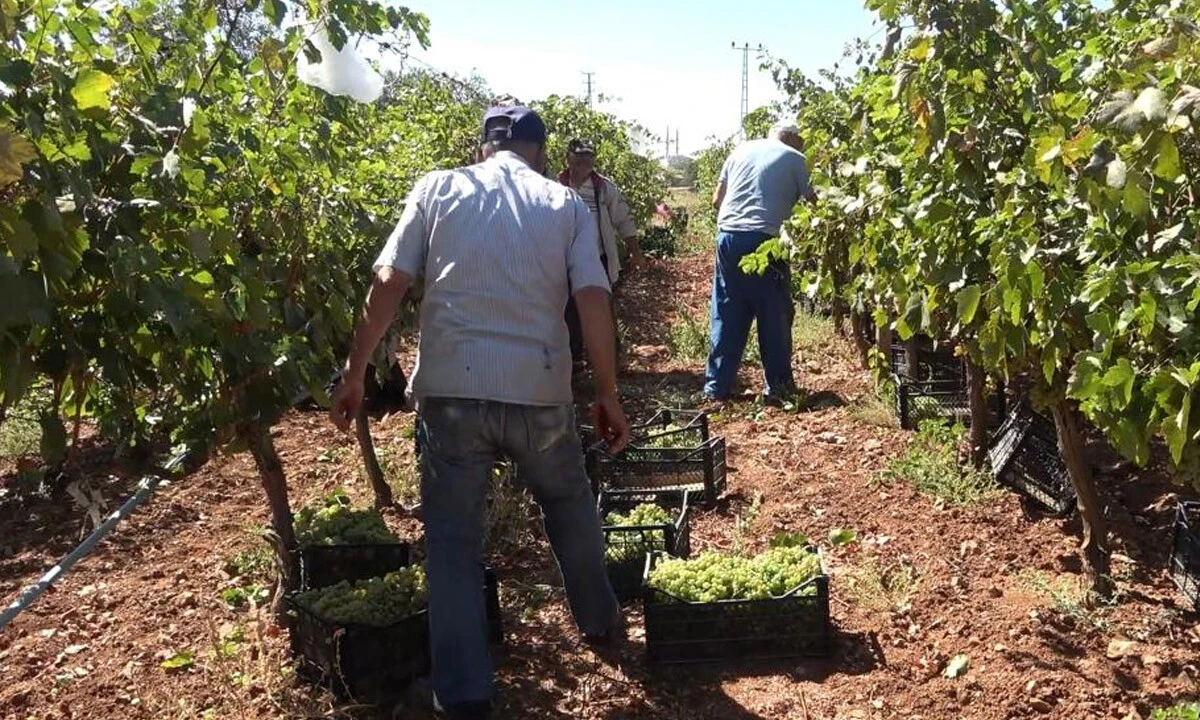 Covid'in düşmanı, vücudun dostu! Tescilli 'Delice beyazı' üzümünün hasadı başladı: 3 dönümden 8 ton çıktı