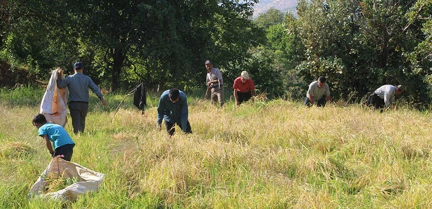Hasadı çok meşakkatli ama tadı bambaşka! Geçen seneye göre fiyatı 2 kat arttı