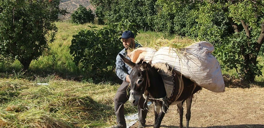 Hasadı çok meşakkatli ama tadı bambaşka! Geçen seneye göre fiyatı 2 kat arttı