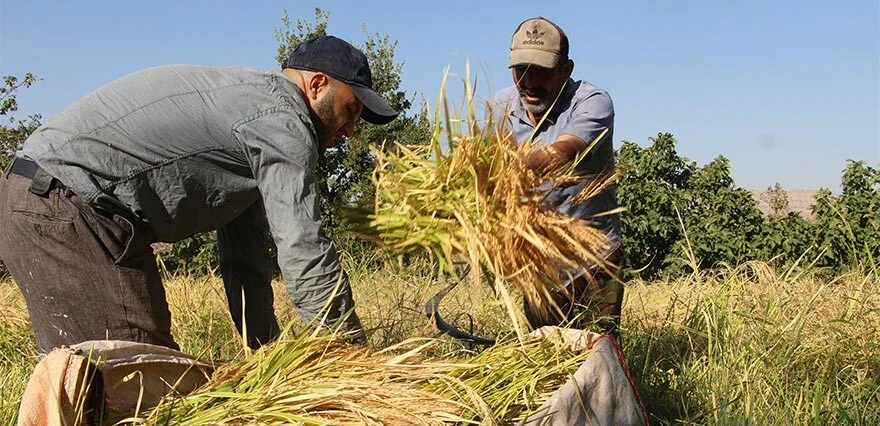 Hasadı çok meşakkatli ama tadı bambaşka! Geçen seneye göre fiyatı 2 kat arttı