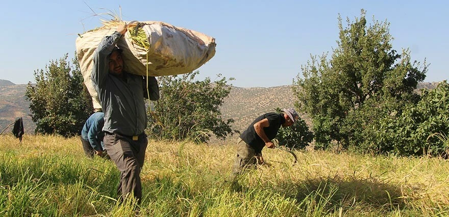 Hasadı çok meşakkatli ama tadı bambaşka! Geçen seneye göre fiyatı 2 kat arttı