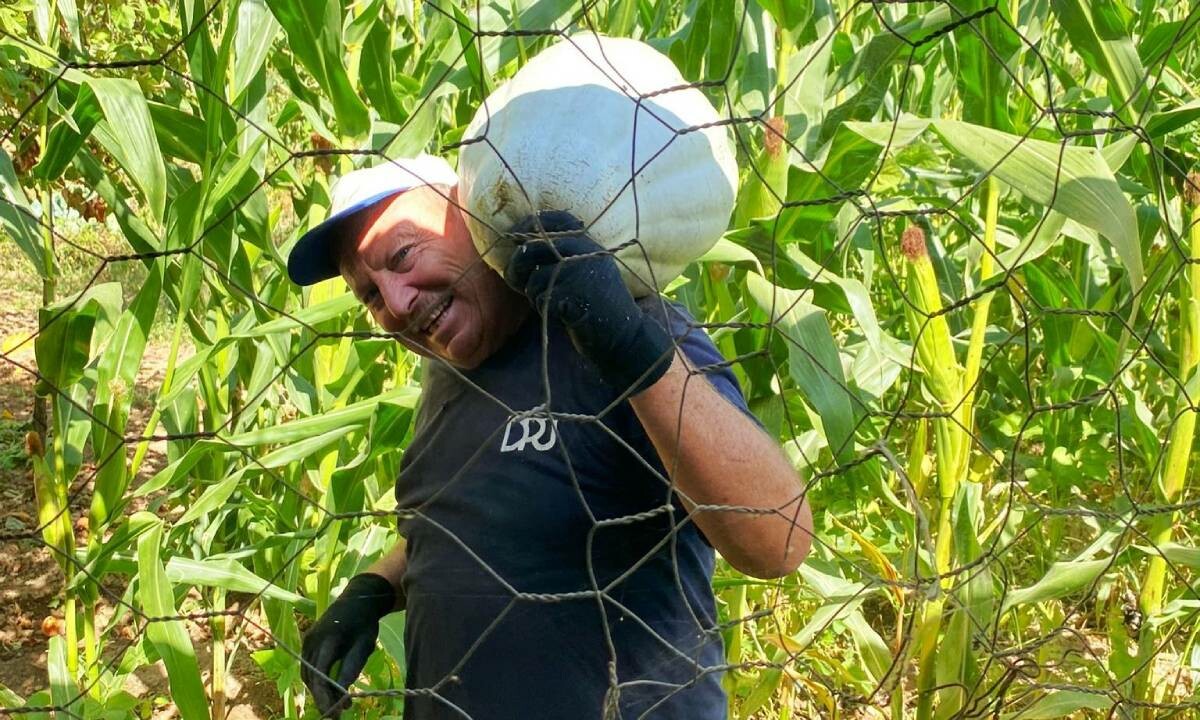 Ata tohumu toprağın bereketine bereket kattı! Bir tanesi 30 kilo geldi, çiftçi bile şaşırdı