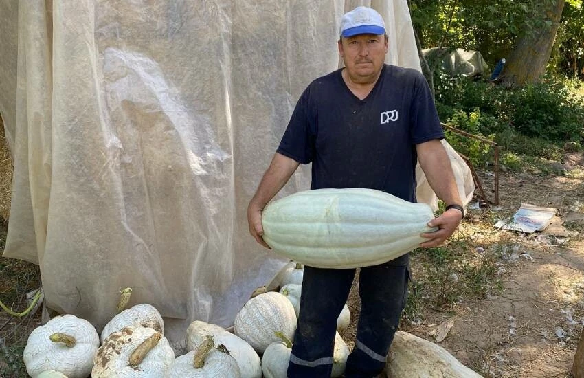 Ata tohumu toprağın bereketine bereket kattı! Bir tanesi 30 kilo geldi, çiftçi bile şaşırdı