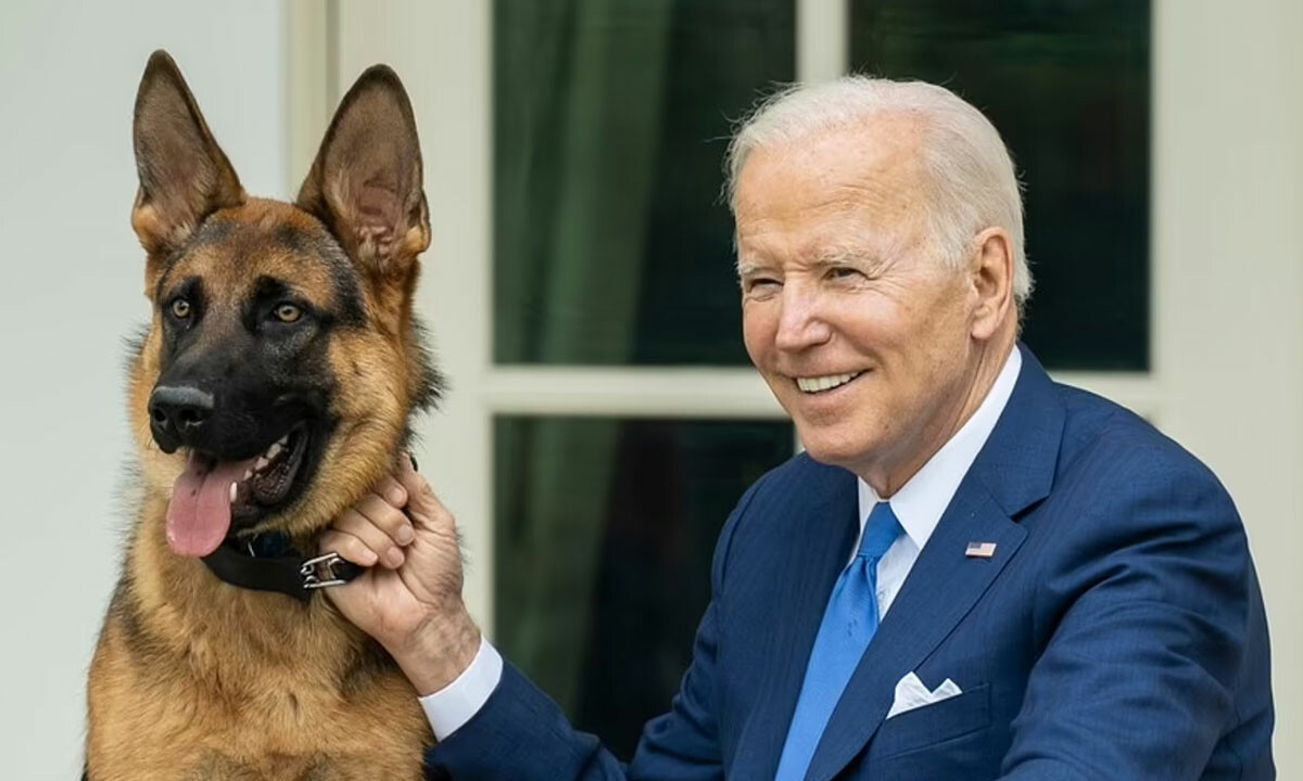 Joe Biden&#039;ın köpeği &#039;Commander&#039; Beyaz Saray&#039;ı birbirine kattı! 1 yılda 11 ajanı ısırdı