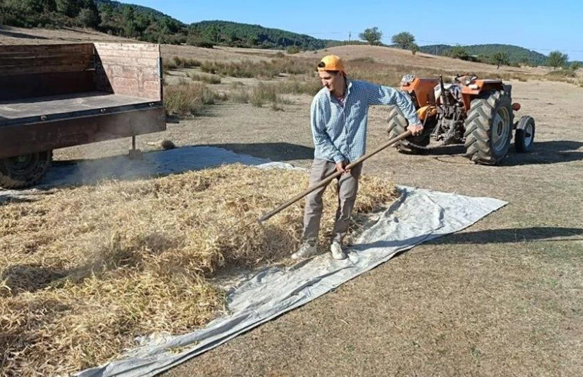 Kuru fasulyenin tarladan sofraya uzanan yolculuğu başladı.