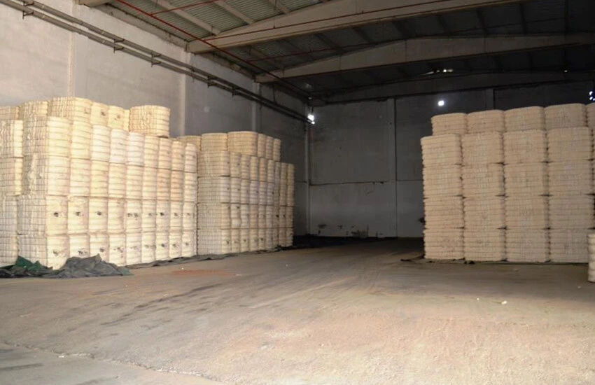 Pamuk üretimi tarih olabilir! En az 5 lira prim desteği istiyorlar: Üreticiler tropikal meyvelere kaydı