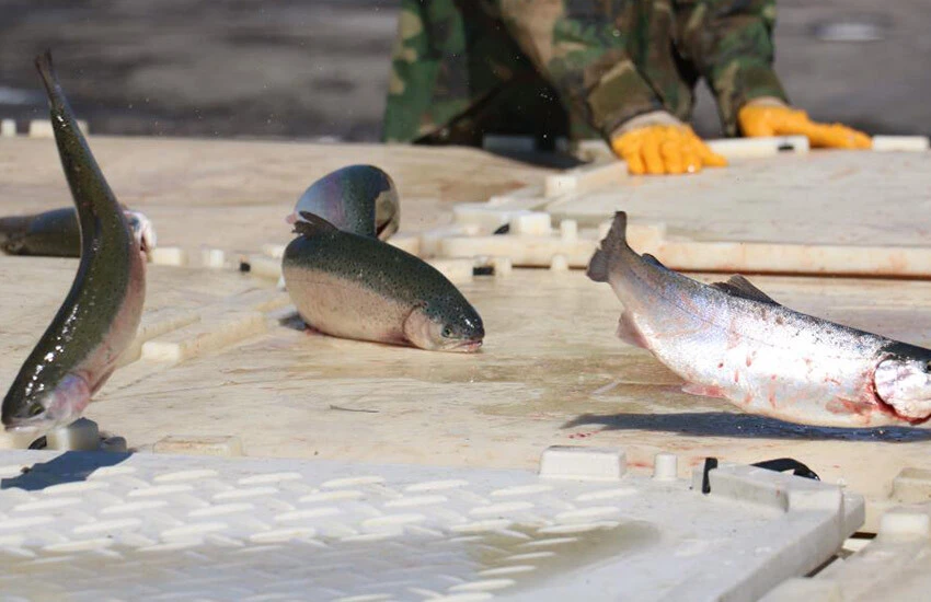 Somonlar Avrupa, Rusya ve ABD'ye gönderiliyor.