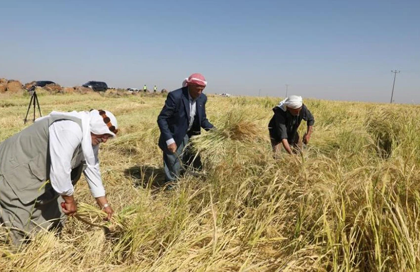 Kemik gelişiminden bağışıklık sistemine.. Tescilli Karacadağ pirincinde 5 bin ton rekolte bekleniyor