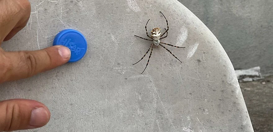 Dünyanın en zehirlisi denilmişti... Türkiye'de hızla yayılıyor! Uzmanlar 'uzak durun' diye uyardı