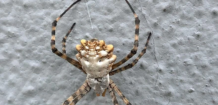 Dünyanın en zehirlisi denilmişti... Türkiye'de hızla yayılıyor! Uzmanlar 'uzak durun' diye uyardı