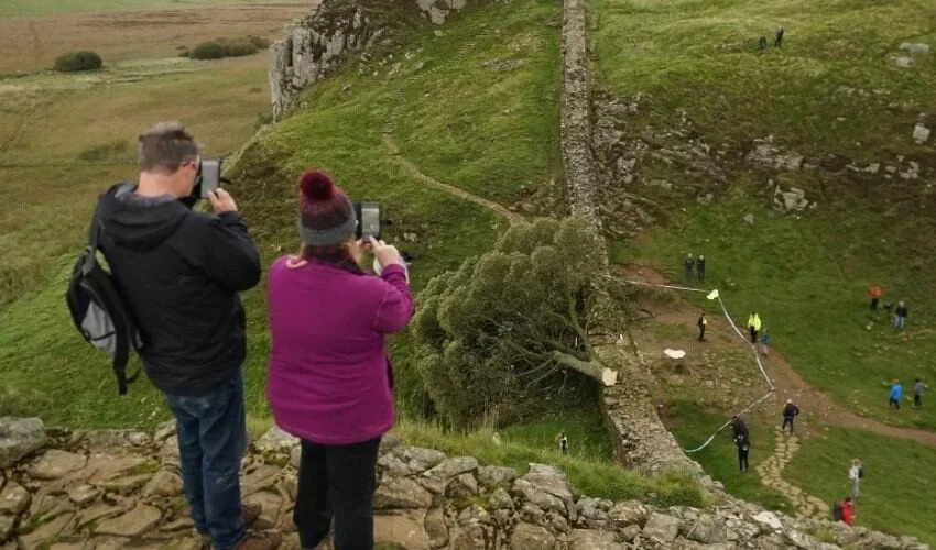 İngiltere'nin en ünlü ağacı artık yok: 16 yaşındaki çocuk tutuklandı