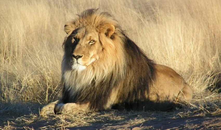 Hayvan bakıcısı ağır yaralı bulundu! Güvenlik kameraları korkunç saldırıyı gözler önüne serdi