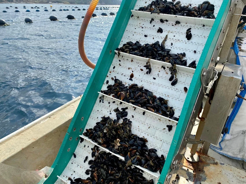 Midye hasadı başladı