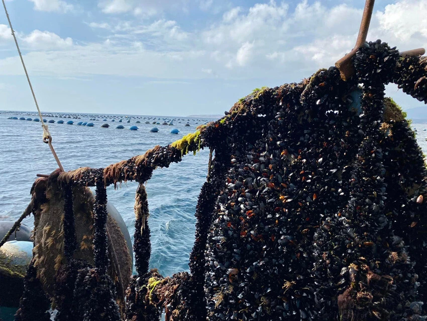 Midye hasat başladı