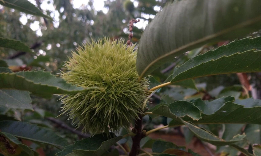 kestane hasadı başlıyor, fiyatlar bu sene cep yakacak