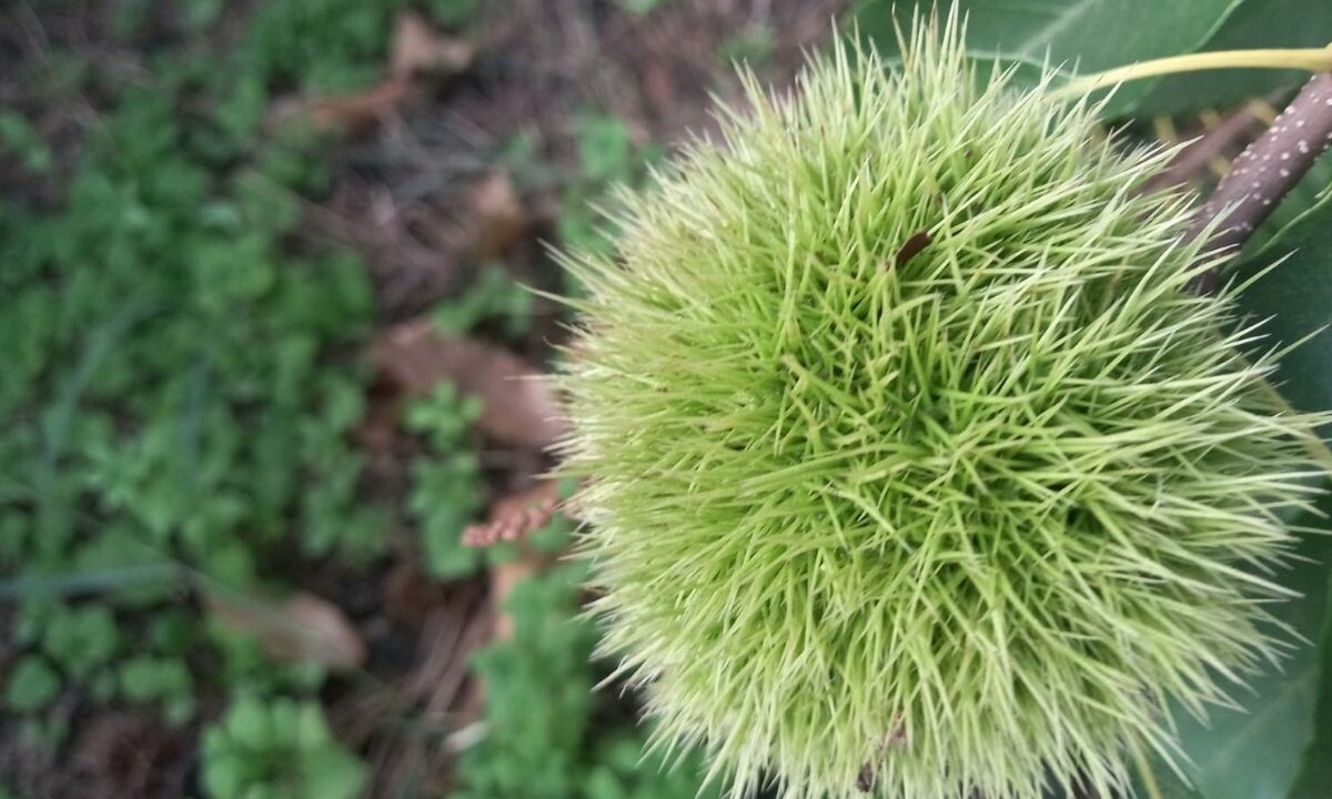 Türkiye’nin en meşhur kestanesinde fiyatlar bu sene cep yakacak! Önce dal kanseri şimdi de katil arı salgını vurdu