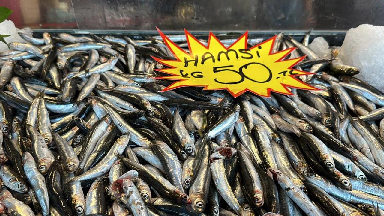 hamsi fiyatı