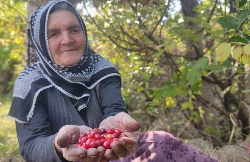 Doğal hazinede hasat mevsimi devam ediyor! Şifa deposu meyvede sezon bereketli…