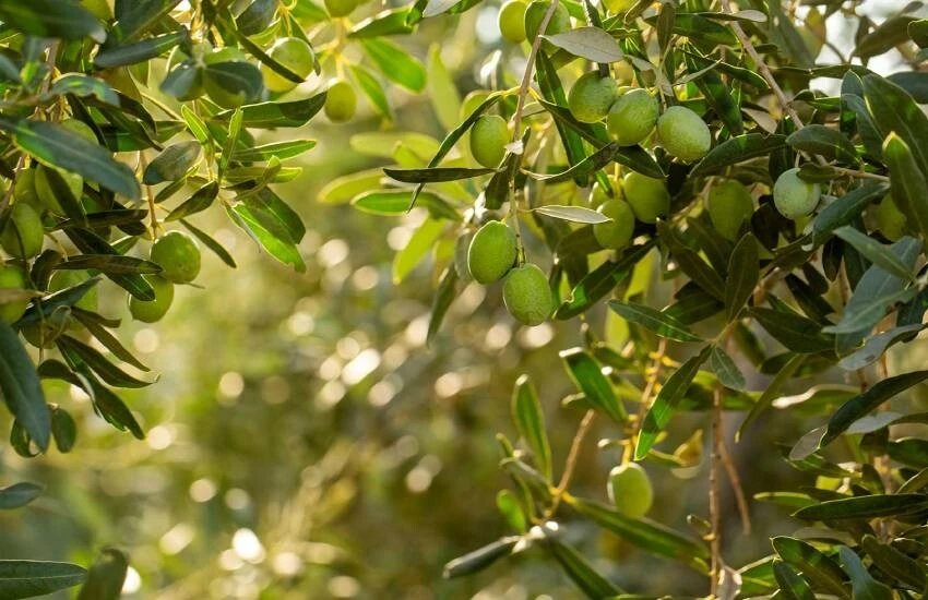 Zeytin üreticisine yüzde 100 hibe desteği verilecek!