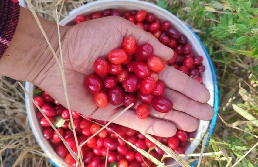 Doğal hazinede hasat mevsimi devam ediyor! Şifa deposu meyvede sezon bereketli…