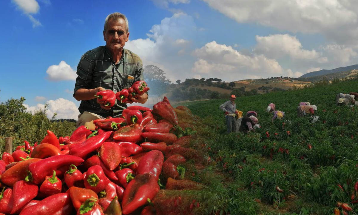 Salça ve tarhanaya lezzet katıyor! Her bölgeden talep var... Kapya biberin hasadına başlandı