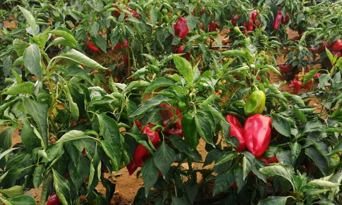 Salça ve tarhanaya lezzet katıyor! Her bölgeden talep var... Kapya biberin hasadına başlandı
