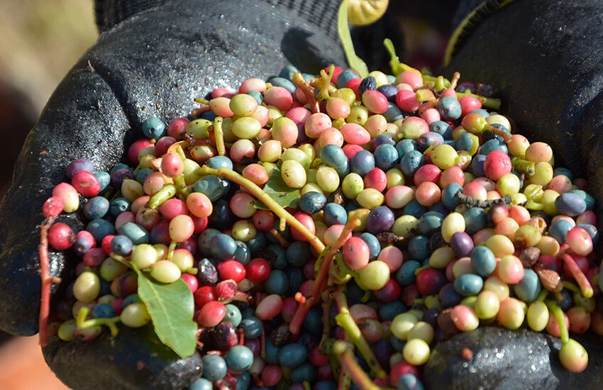 Çitlembiklerin bir kısmı kahve bir kısmı ise çerezlik için ayrılıyor.