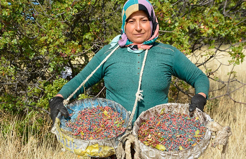 Kadınlar tarafından sabahın erken saatlerinde toplanan çitlembikler çuvallarla eve getiriliyor.