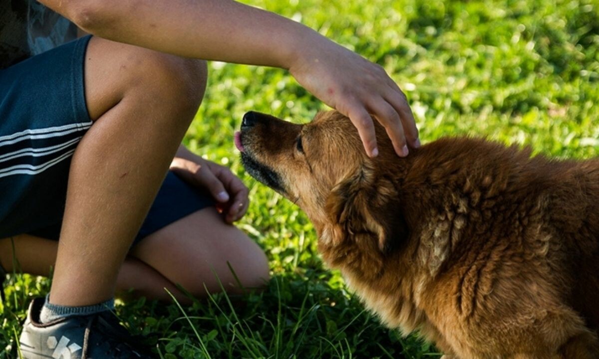 Almanya&#039;da Köpek Vergisi gelirleri rekor kırdı